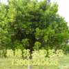 冬青樹銷售 高桿冬青樹苗批發 量大優惠 統一分支 樹形優 冬青樹