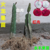 果苗 紅心火龍果苗 白心火龍果 果實甜 高產