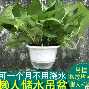 綠蘿盆栽水培植物室內客廳除吸甲醛綠植水生植物綠籮辦公室盆栽