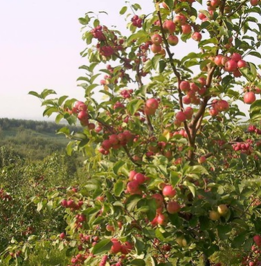 優質品種蘋果樹苗 基地直采直銷 品種規格齊全可盆栽地栽 高產量