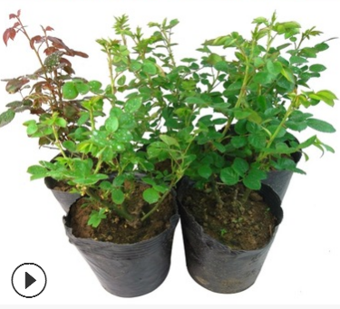 基地直銷各種月季品種 卡羅拉 龍沙寶石 大花月季 等大小規(guī)格齊全