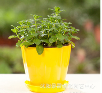 批發(fā)檸檬薄荷盆栽 盆栽驅(qū)蚊香草植物 清新提神食用綠薄荷