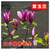 紫玉蘭 綠化苗木批發(fā) 紅白玉蘭嫁接苗批發(fā)