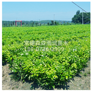 平和大三紅蜜柚樹苗 二年生柚苗 基地直銷湖南果樹苗