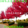 正宗美國紅楓小苗秋火焰、紅點紅楓現貨充足園林綠化