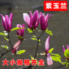 常年特供紫玉蘭 綠化苗木批發 紅白玉蘭嫁接苗批發 黃玉蘭直銷