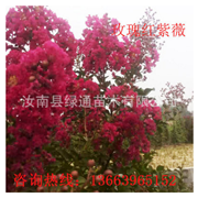 瑰紅紫薇 紅葉喬木紫薇 百日紅 速生紫薇