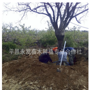 20公分30公分40公分大規(guī)格柿子樹(shù)