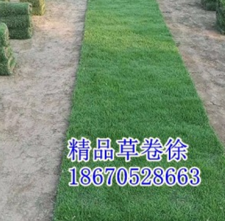 精品馬尼拉草卷