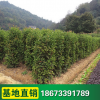 法國(guó)冬青柱苗 庭院植物工程綠化苗木 籬笆冬青樹珊瑚樹苗