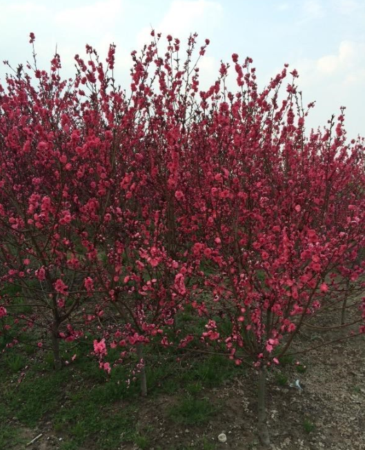 供應花桃d4一5公分