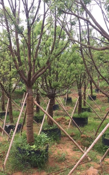 優質香樟苗*新價格/優質香樟苗報價