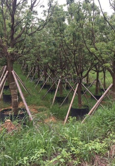 香樟苗圖片\香樟苗報(bào)價(jià)