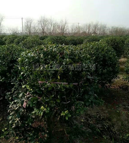 浙江無刺枸骨球2信息