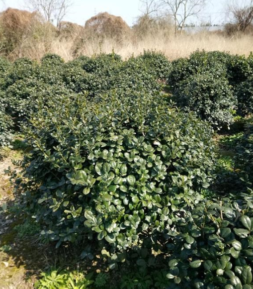 浙江地區無刺構骨專供