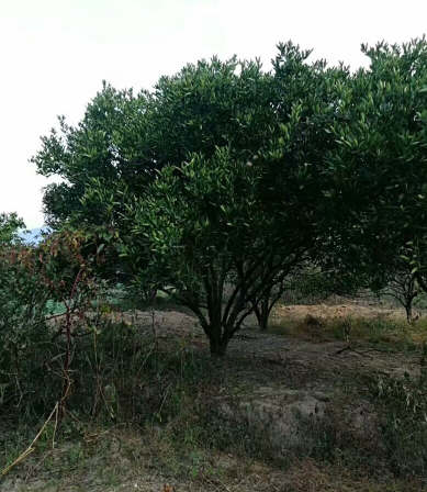 常年胡柚樹、香泡樹、楊梅樹、香樟樹、桂花樹