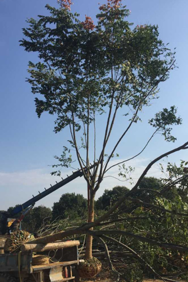 10-19公分黃山欒樹