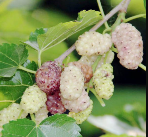 供應(yīng)韓國大白珍珠果桑苗，韓國大白珍珠果桑苗最新價格