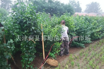 天津薊縣玉蘭苗木