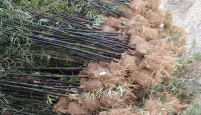 早園竹，金香玉竹，毛竹，紫竹