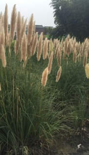 長期供應各類水生植物，鳶尾，千屈菜 再力花,美人蕉,黃昌蒲