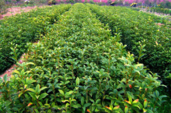 浙江湖州桂花小苗