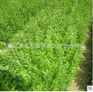 常年供應水蠟苗 綠化苗木 水蠟基地直銷批發