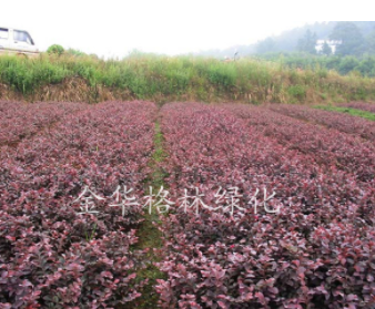 浙江金華紅花繼木