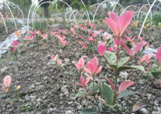 四川成都五彩桂