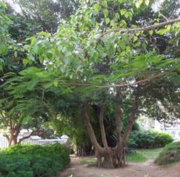 供應苗圃直銷行道樹苗 園林綠化樹風景樹