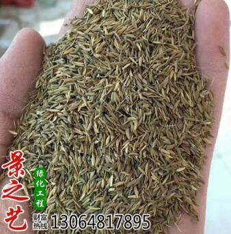 優質大葉蒲公英種子野菜婆婆丁種子黃秋葵種子藥材種子