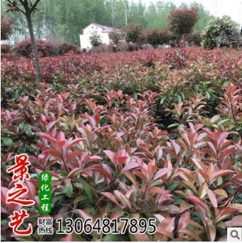 基地直銷批發紅葉石楠 籬笆 行道樹園林綠化工程樹木綠化小苗大苗