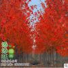 美國紅楓樹苗美國紅楓苗秋火焰紅楓小苗行道綠化苗木紅楓樹苗紅楓