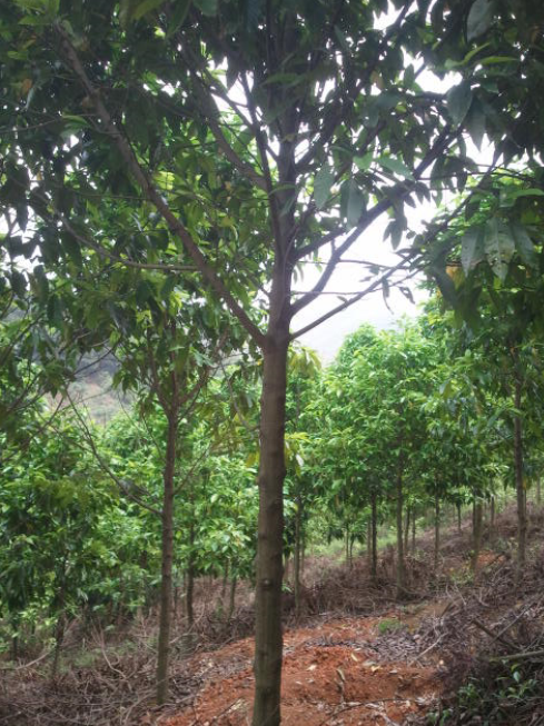 白蘭（黃桷蘭）、藍花盈、宮粉紫荊等苗木