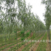 產地批發柳垂柳苗速生柳樹苗 園林綠化 規格齊全易成活 金絲垂柳