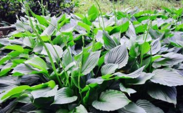 庭院綠化花卉玉簪大量批發(fā) 精品紫花玉簪 花海景觀裝飾花卉