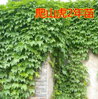 爬山虎苗 五葉地錦 爬墻高手 遮陽降溫 2年苗 藤本植物 凈化空氣