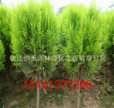 灑金柏苗 盆栽灑金柏樹 苗灑金柏小苗 庭綠化苗子植物籬笆墻植物