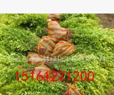 金葉女貞球苗 大葉黃楊球 小葉黃楊 綠化工程 庭院苗木 耐寒植物