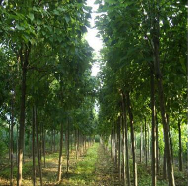 苗圃批發楸樹樹苗 綠化工程 楸樹樹苗銷售