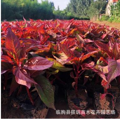 觀賞花卉 陽臺綠植 花批發 雞冠花 庭院盆栽易 雞冠花草