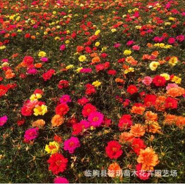 山東青州大量批發(fā)優(yōu)質(zhì)草花半枝蓮 綠化工程園林用夏季草花