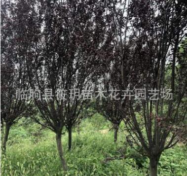 專業種植 供應綠化工程紫葉李 優質綠化苗木紫葉李 基地直銷綠化