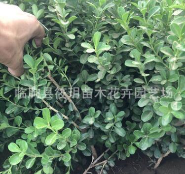 瓜子黃楊小苗批發 扦插黃楊苗 大葉黃楊 基地直銷 瓜子黃楊批發
