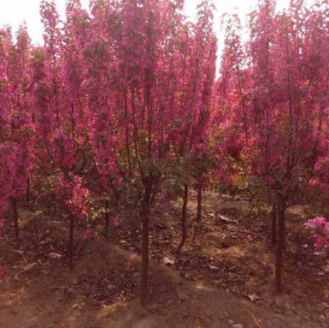 精品絢麗海棠苗 當年開花景觀苗 高1米量大 基地發貨迅速