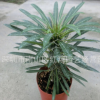 霸王樹 基地自產(chǎn)直銷綠植多肉盆栽植物非洲霸王樹