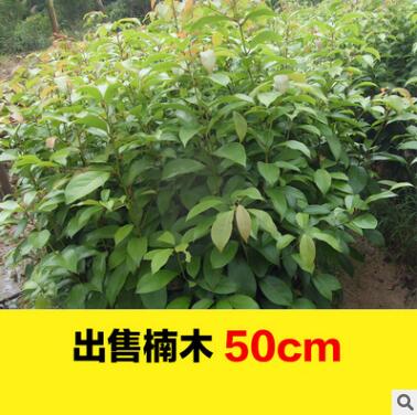 江西南方苗圃供應金絲楠木樹苗 楨楠苗 名貴樹苗工程綠化苗批發