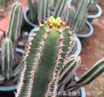 大戟科矢毒麒麟 仙人掌多肉植物 景園搭配設計 室內外沙漠盆栽