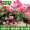 基地供應(yīng)樹狀月季大花月季樹獨桿月季 樹樁月季 規(guī)格齊全量大優(yōu)惠