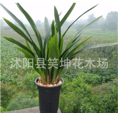 批發(fā)室內(nèi)盆栽綠植精品蘭花苗墨蘭金邊墨蘭